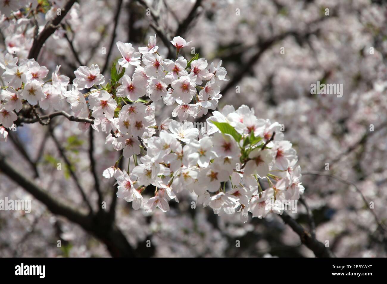 Le parc Ueno au printemps. Les fleurs de cerisier à Tokyo, Japon. Sakura blanc. Banque D'Images