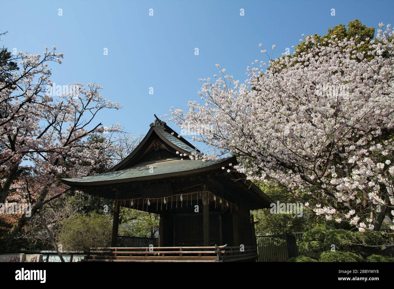 Heure de printemps Ueno Park. Cerisiers en fleurs à Tokyo, Japon. Cerisiers en fleurs blancs. Banque D'Images