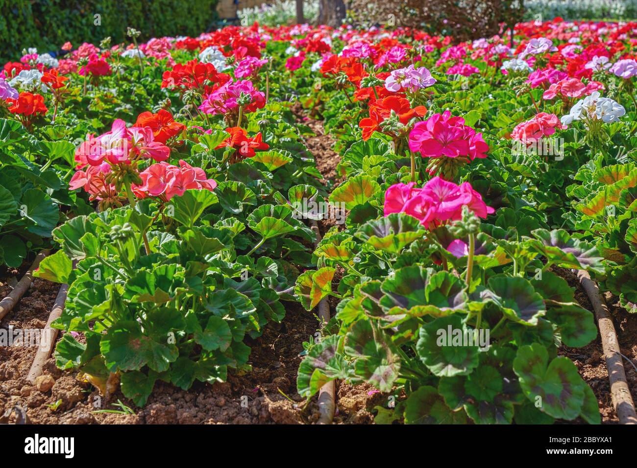 Flowerbed avec des fleurs colorées de géraniums en rayons du soleil. Fond floral, mise au point sélective, lumière naturelle du soleil Banque D'Images