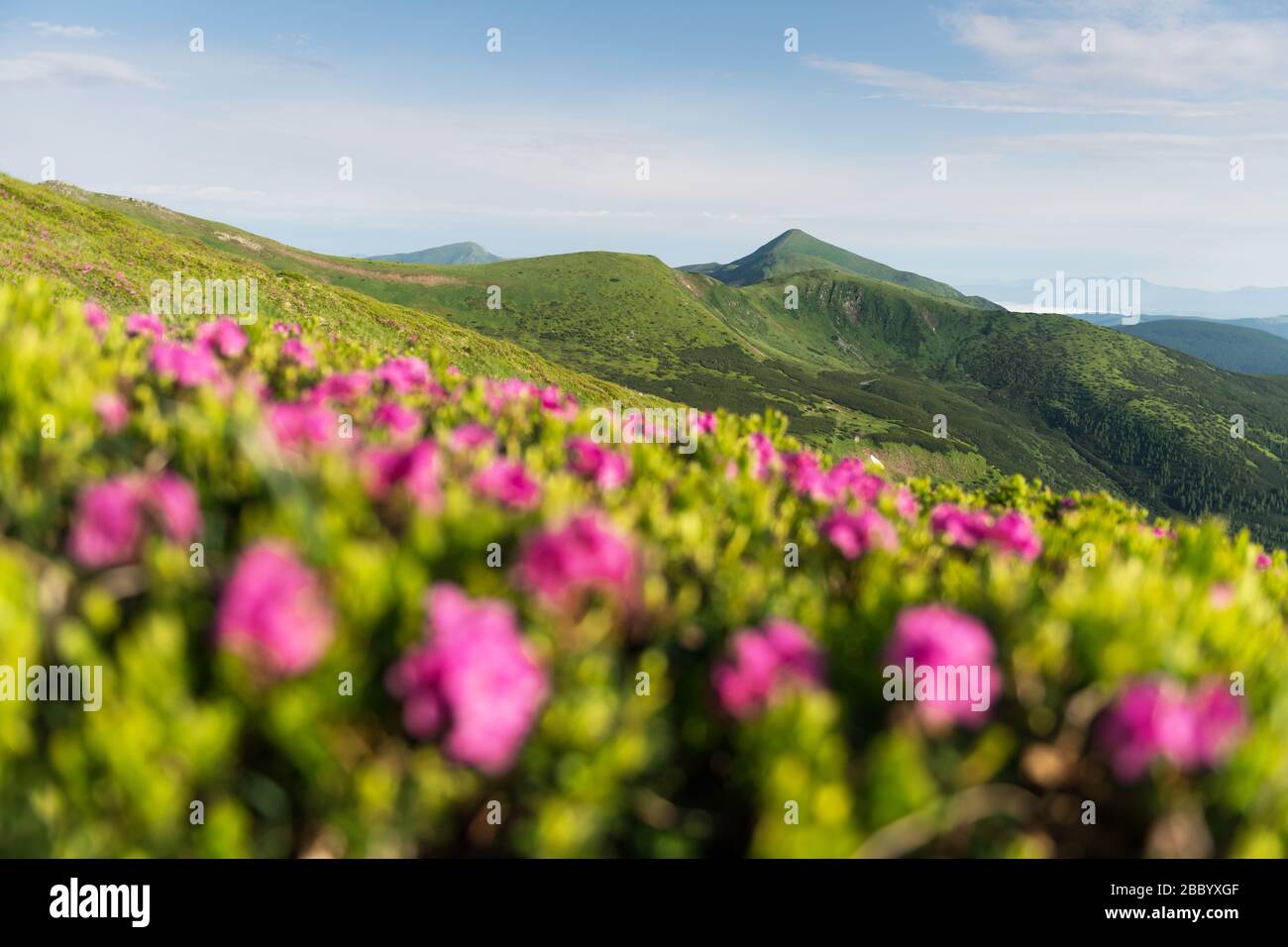 Les fleurs de Rhododendron couvraient la prairie des montagnes en été. Photographie de paysage Banque D'Images