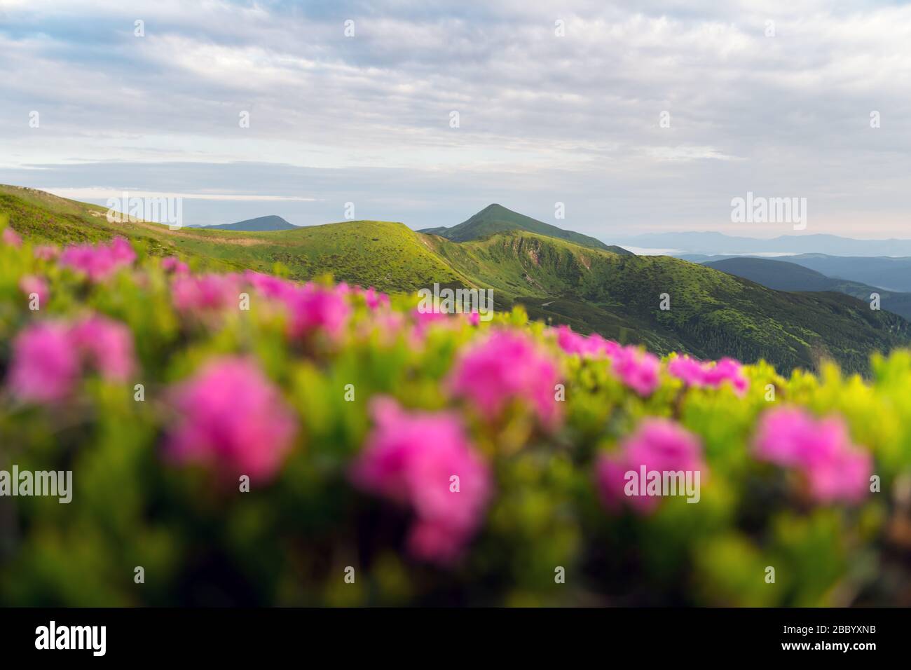 Les fleurs de Rhododendron couvraient la prairie des montagnes en été. Photographie de paysage. Contexte de la nature Banque D'Images