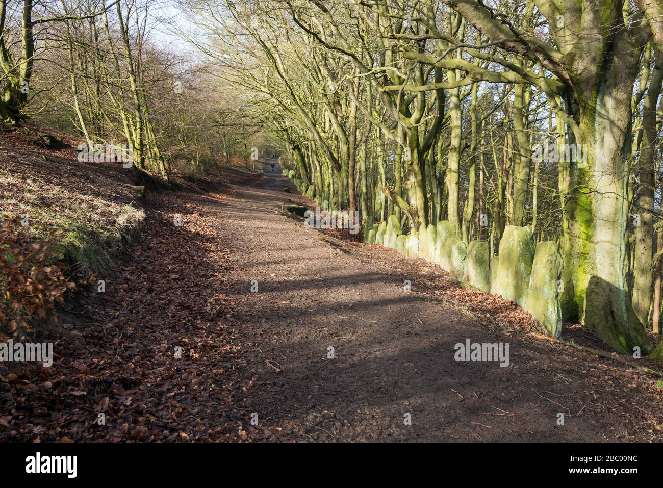 Un large sentier à travers les bois de hêtre du parc forestier d'Otley Chevin dans le West Yorkshire Banque D'Images