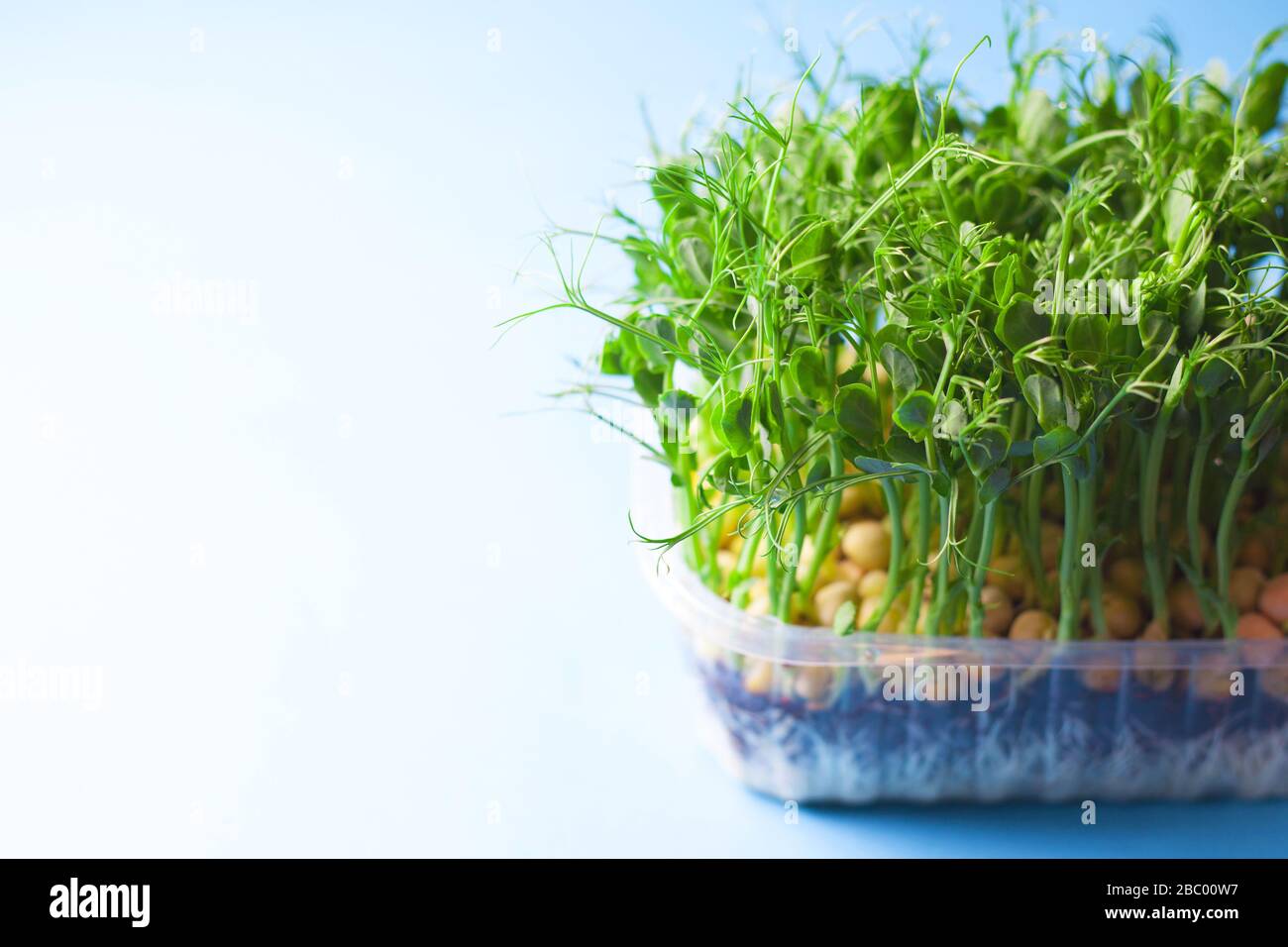 Jeunes pousses de pois végétaux, microvertes sur fond bleu. Micro-pousses organiques cultivées dans une boîte en plastique Banque D'Images