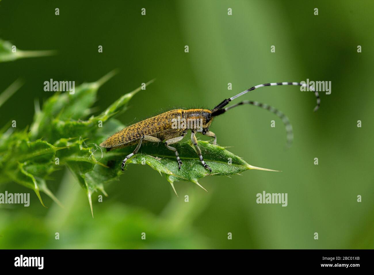 Le longicorne gris à fleurs dorées (Agapanthia villosoviridescens) sur une feuille de chardon. Banque D'Images