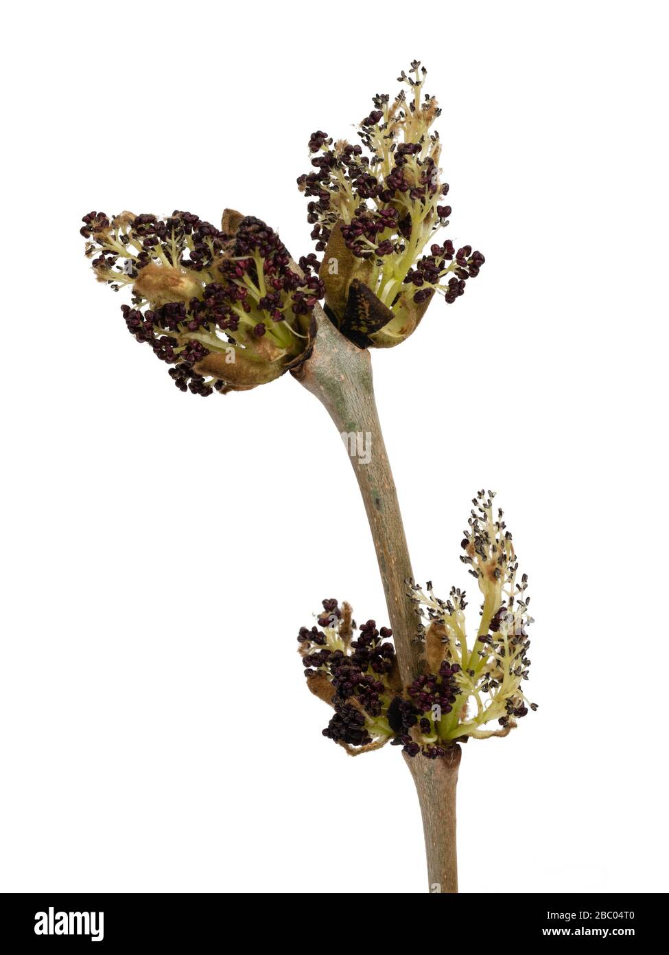 Fleurs émergeantes de la cendre commune, Fraxinus excelsior, sur un fond blanc Banque D'Images Fleurs émergeantes de la cendre commune, Fraxinus excelsior, sur un fond blanc Banque D'Images