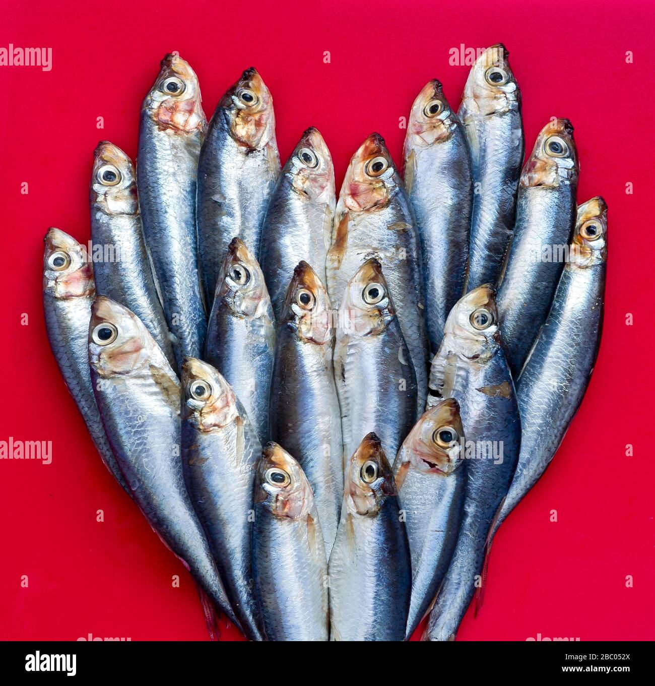 Photos de rats en forme de coeur par Alan Peebles Banque D'Images