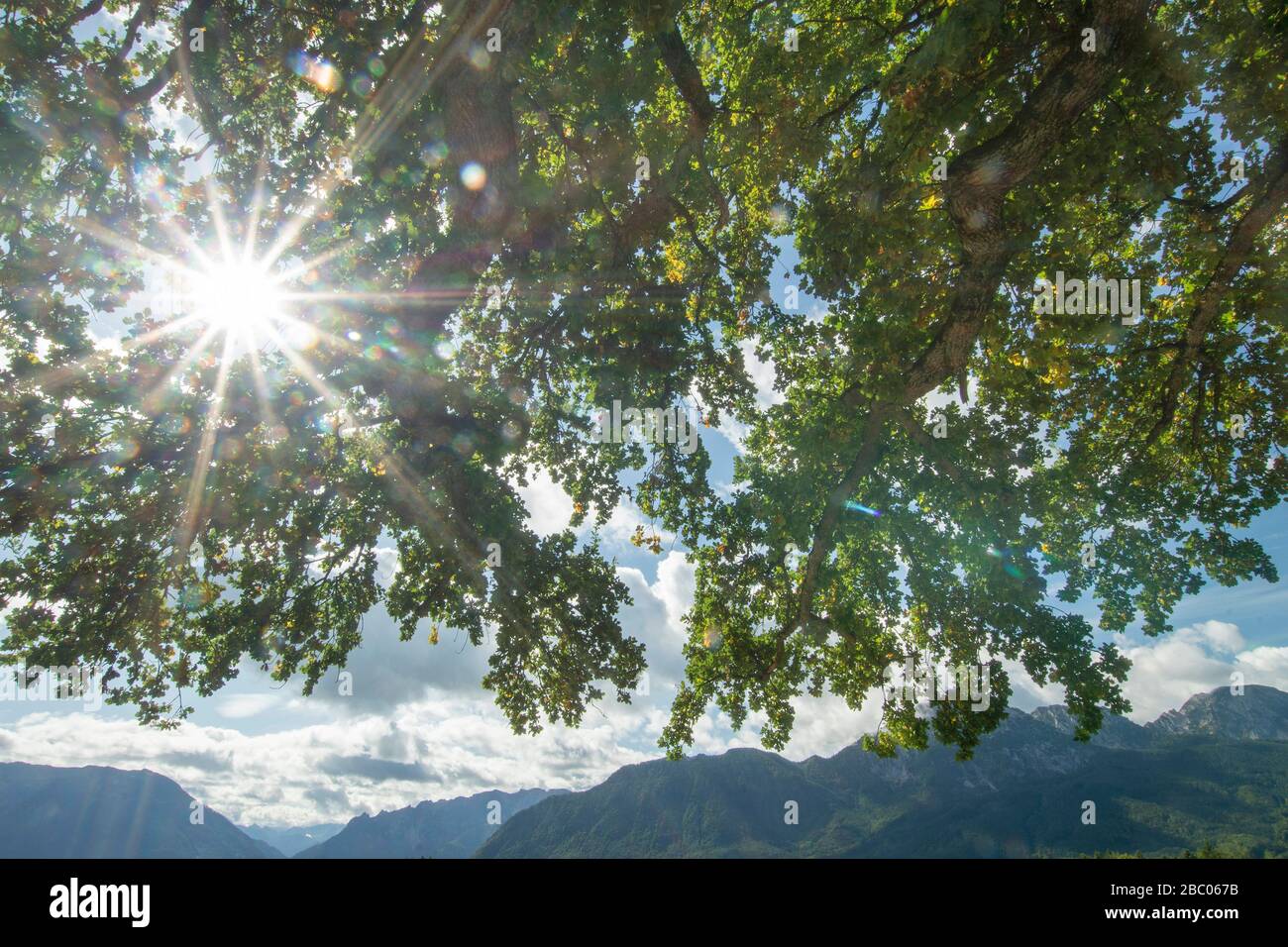 Atmosphère ensoleillée - chêne - dans le village de colère am Högl (Bannhögl) avec les pics des Alpes voisines en arrière-plan [traduction automatique] Banque D'Images