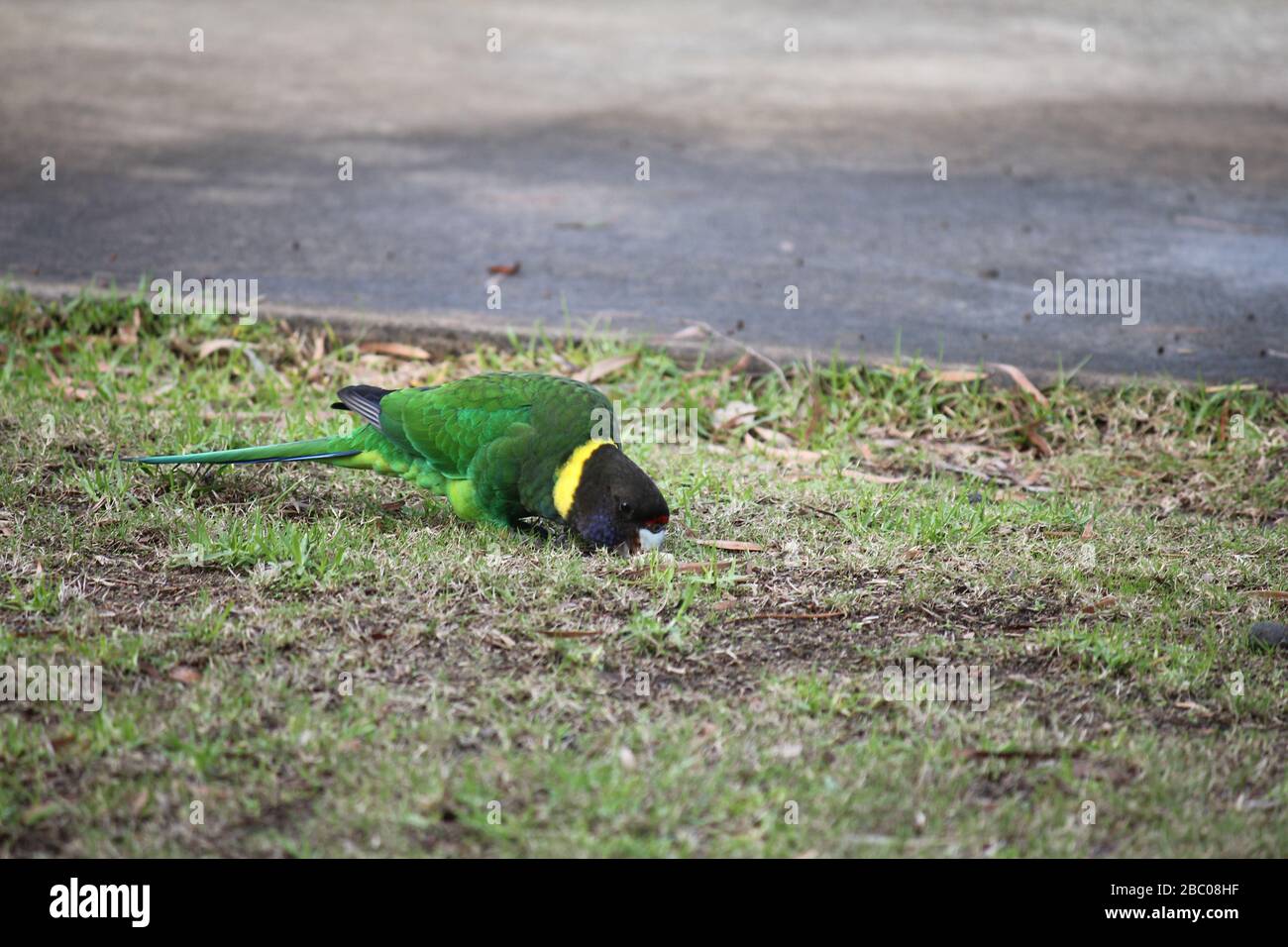 Perroquet australien à col rond Banque D'Images