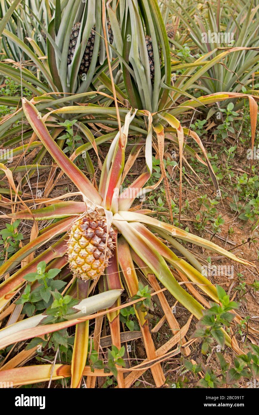 Champ d'ananas à côté de la route près de la plantation de thé Rai Cha Fong. Banque D'Images