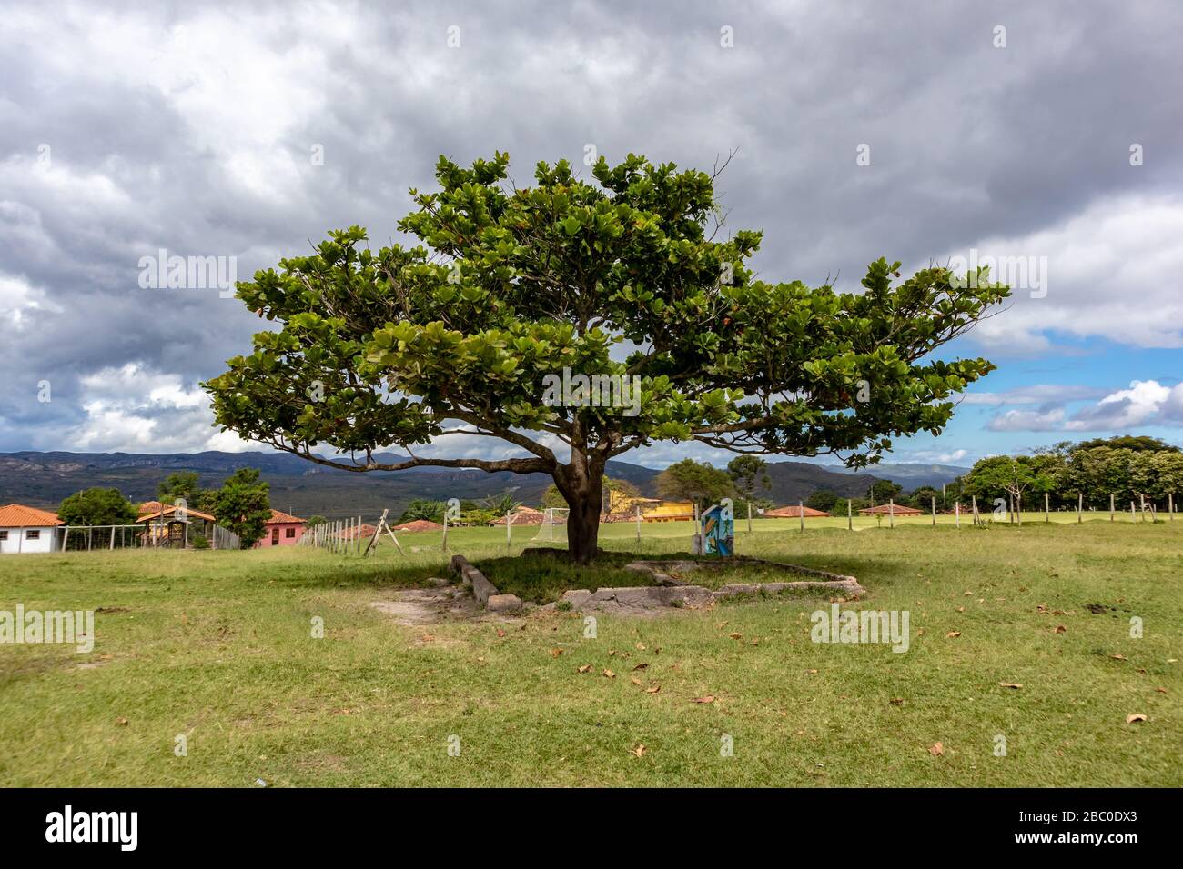 Petite amande de plage (Terminalia cappa) avec pelouse environnante Banque D'Images