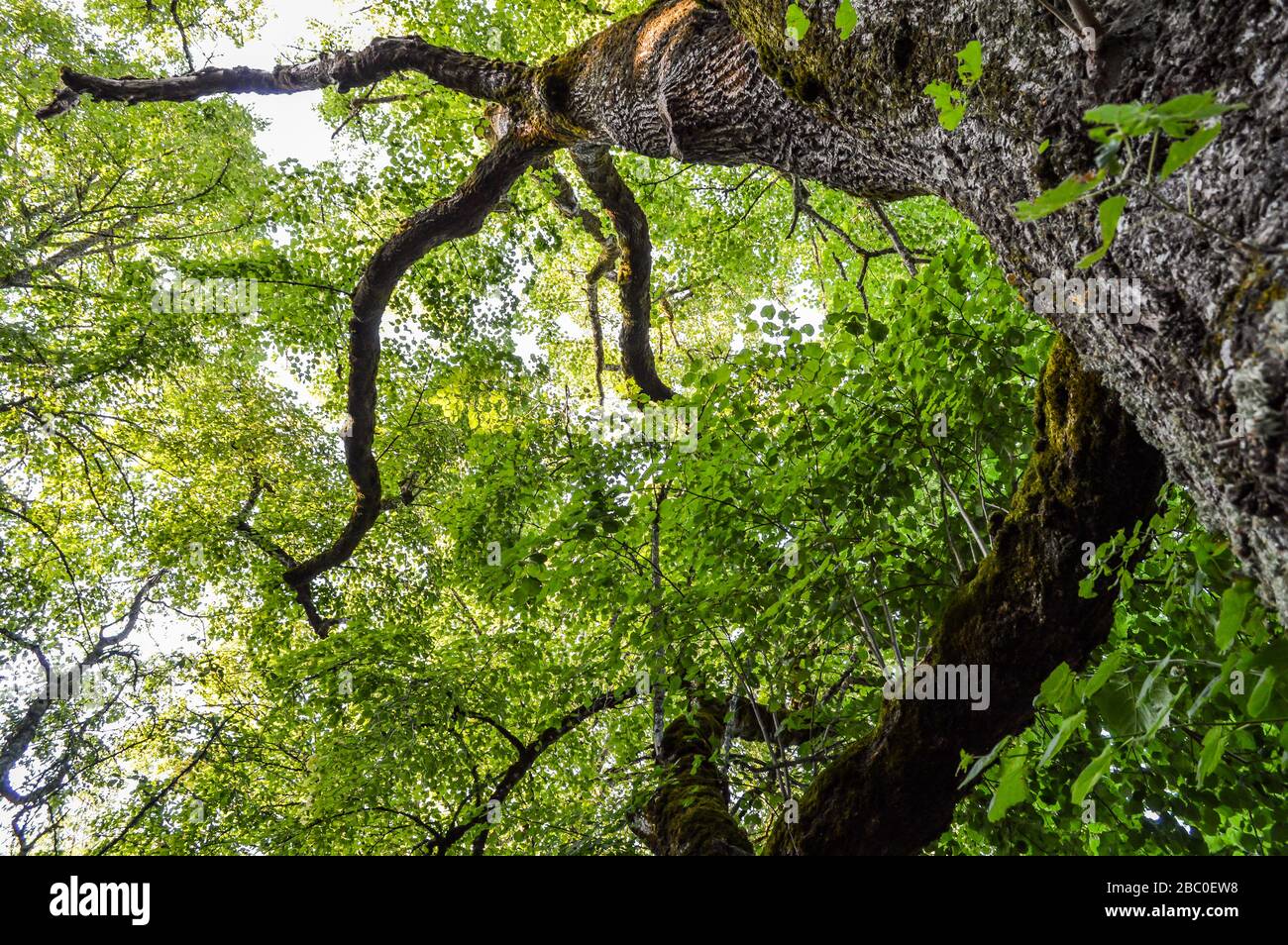 Sous un tilleul laïque, vue de bas en haut. Banque D'Images