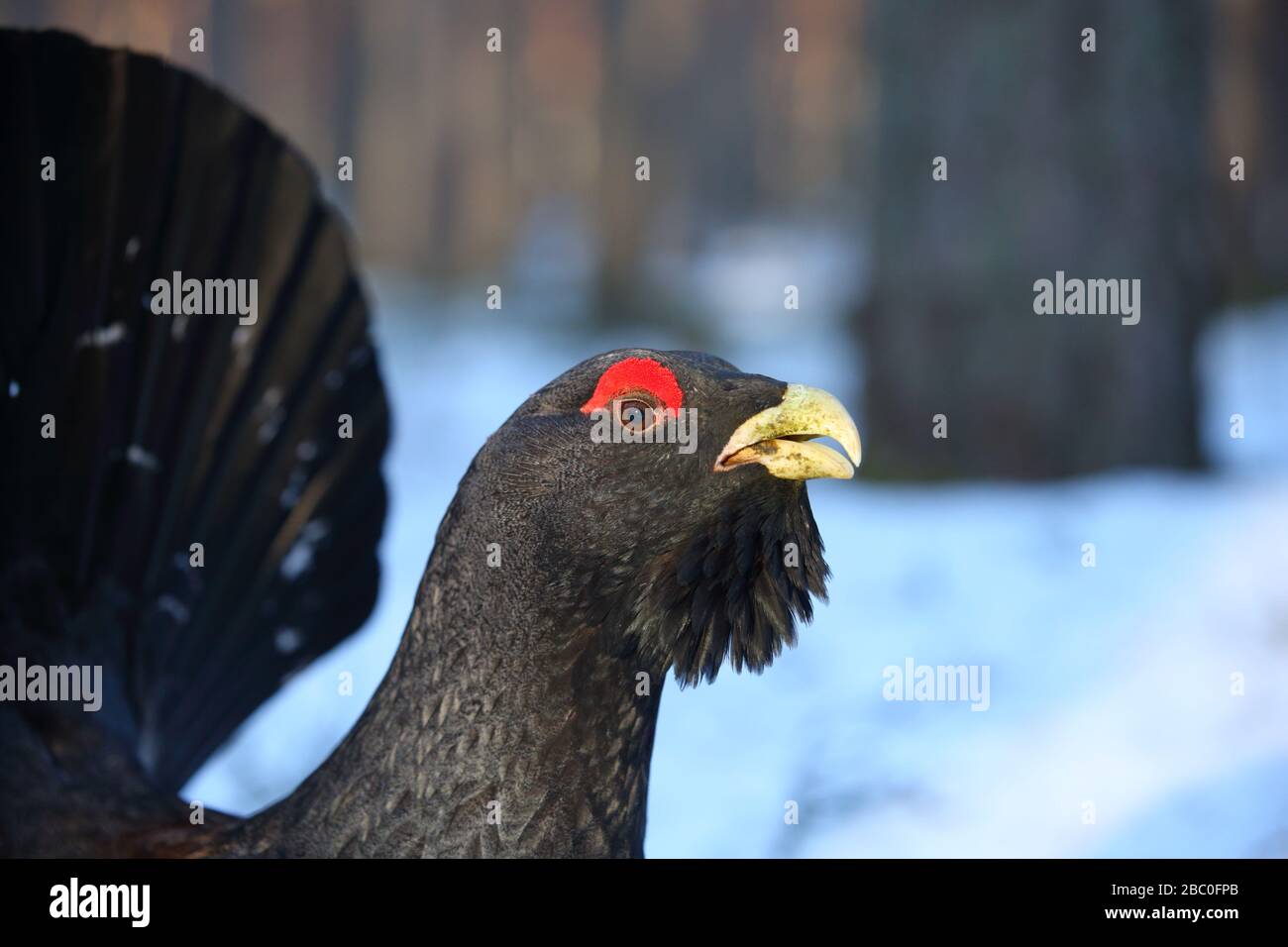 Capercaillie (Tetrao urogallus) mâle affichant dans la forêt de pins dans la neige. Europe Banque D'Images