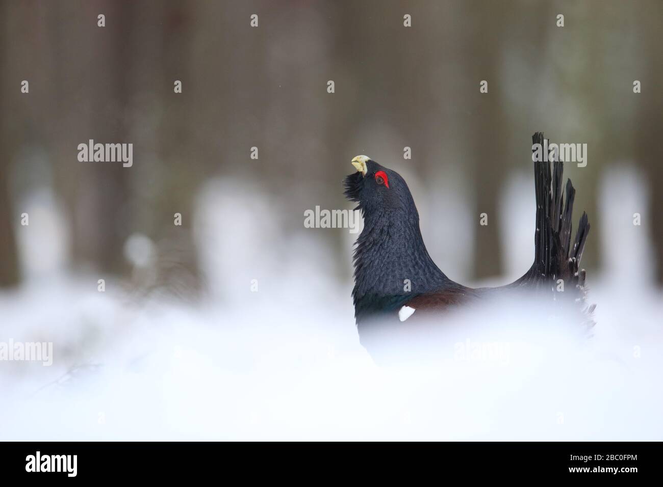 Capercaillie (Tetrao urogallus) mâle affichant dans la forêt de pins dans la neige. Europe Banque D'Images