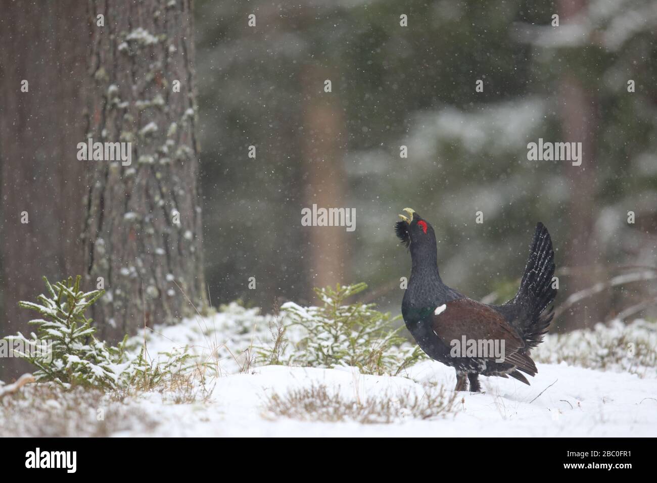 Capercaillie (Tetrao urogallus) mâle affichant dans la forêt de pins dans la neige. Europe Banque D'Images