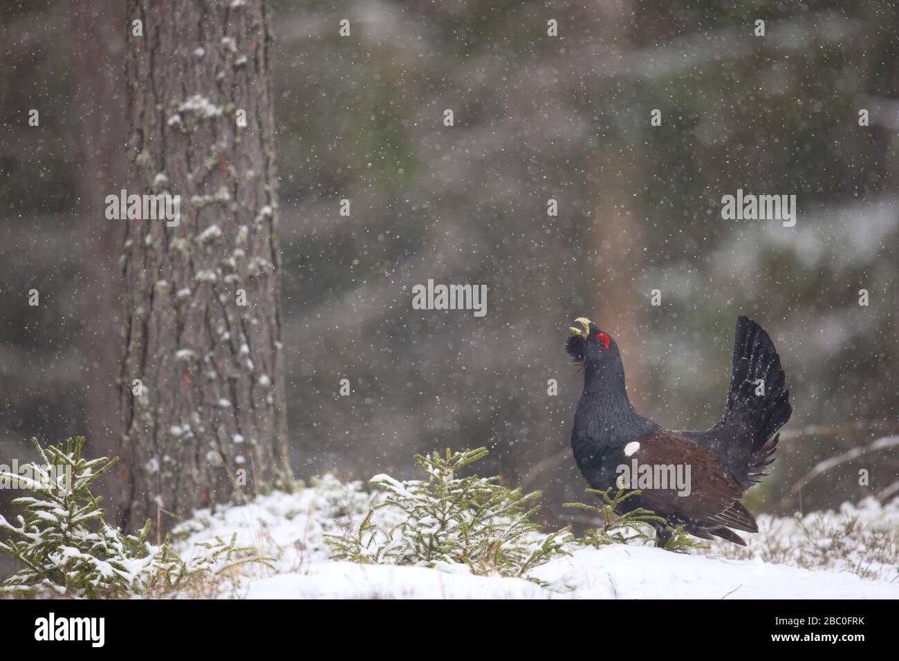 Capercaillie (Tetrao urogallus) mâle affichant dans la forêt de pins dans la neige. Europe Banque D'Images
