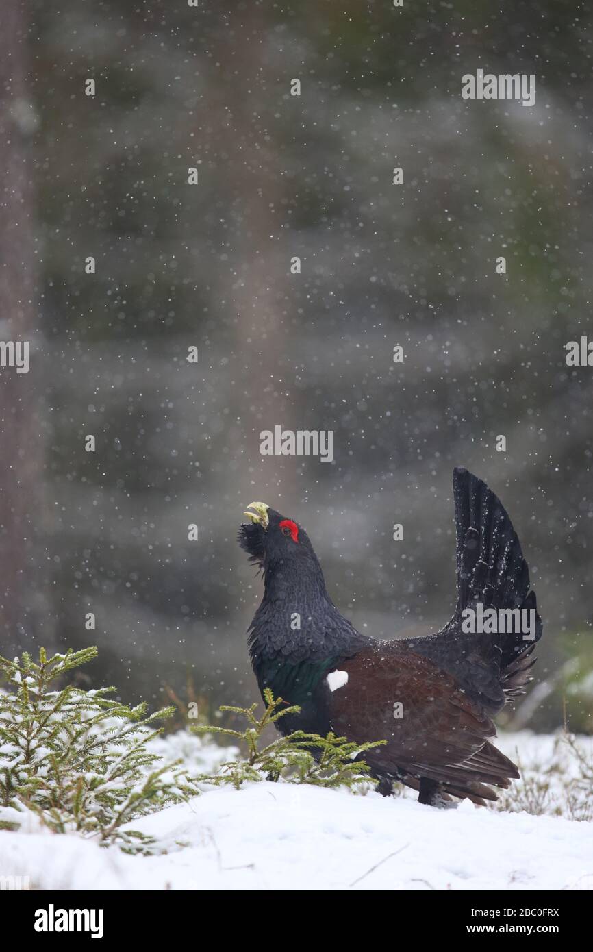 Capercaillie (Tetrao urogallus) mâle affichant dans la forêt de pins dans la neige. Europe Banque D'Images