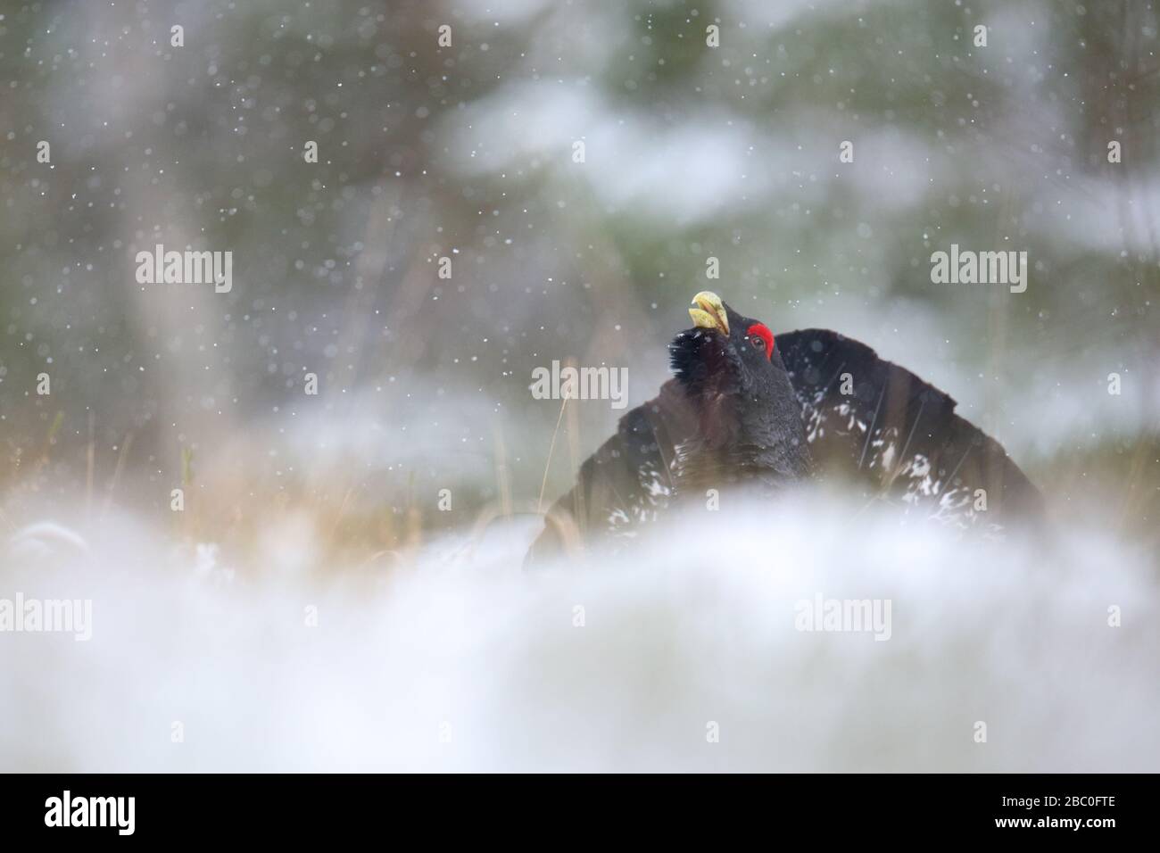 Capercaillie (Tetrao urogallus) mâle affichant dans la forêt de pins dans la neige. Europe Banque D'Images