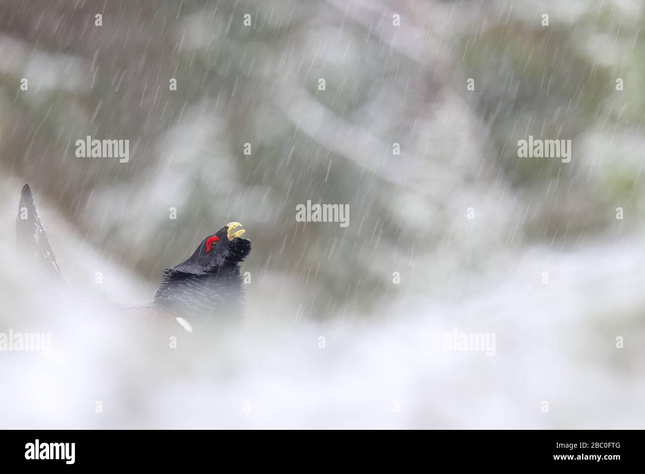Capercaillie (Tetrao urogallus) mâle affichant dans la forêt de pins dans la neige. Europe Banque D'Images