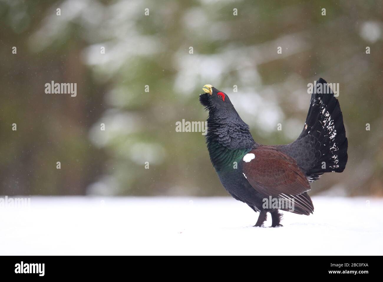 Capercaillie (Tetrao urogallus) mâle affichant dans la forêt de pins dans la neige. Europe Banque D'Images