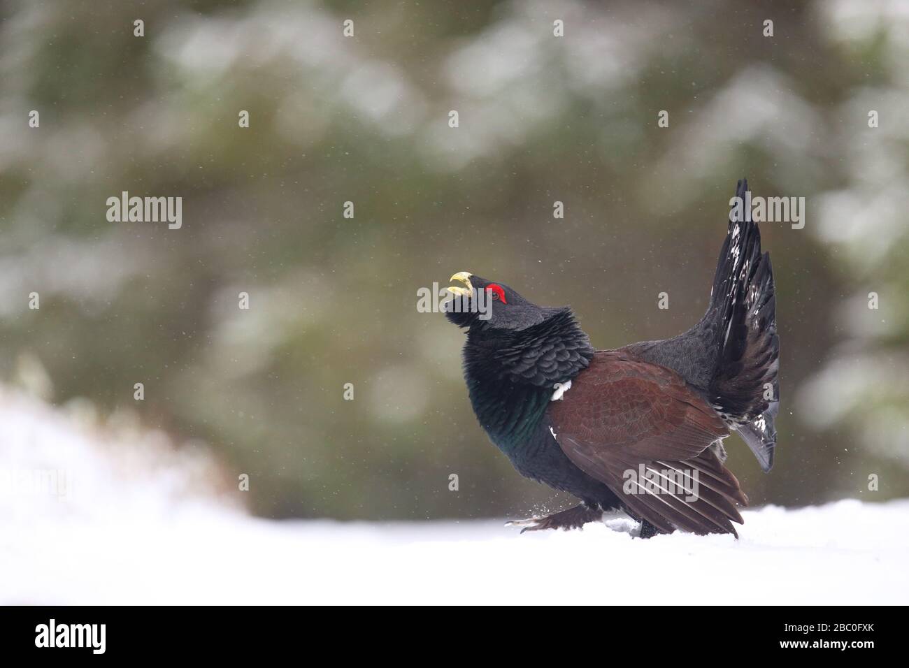 Capercaillie (Tetrao urogallus) mâle affichant dans la forêt de pins dans la neige. Europe Banque D'Images