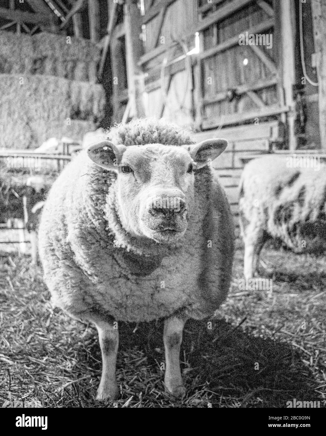 PETITE AGRICULTURE BIOLOGIQUE DANS LE GLOUCESTERSHIRE Banque D'Images