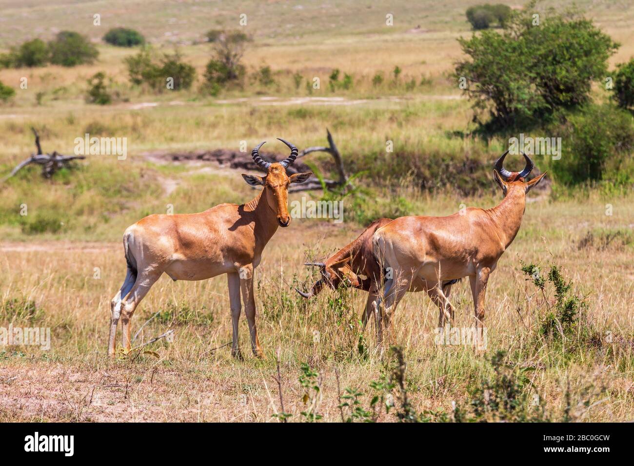 Hartebeest sur la savane regardant la caméra Banque D'Images