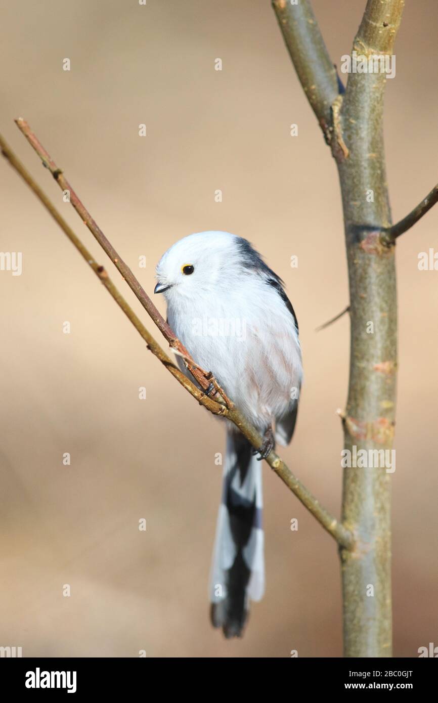 Tit à longue queue (Aegithalos caudatus), Europe, Estonie. Banque D'Images