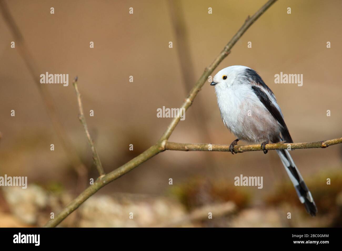 Tit à longue queue (Aegithalos caudatus), Europe, Estonie. Banque D'Images