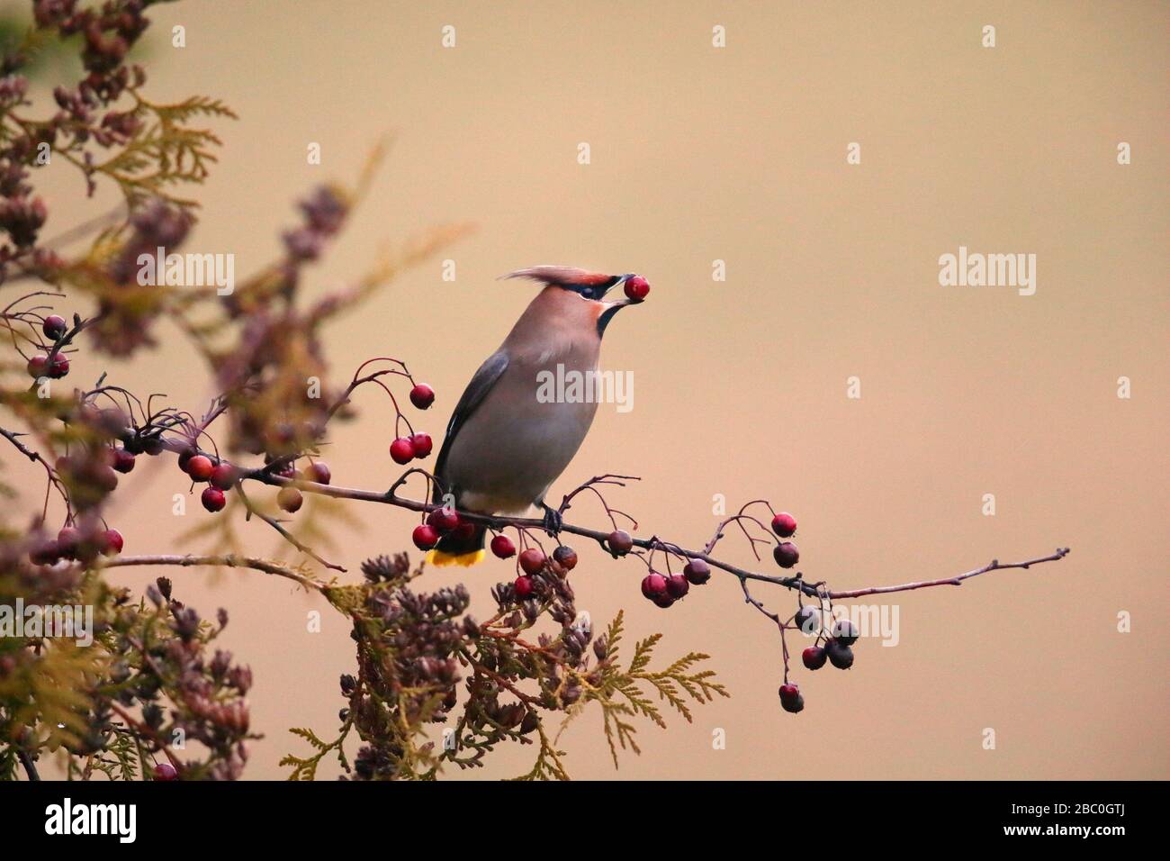 Waxwing (Bombycilla garrulus) se nourrissant de baies de buissons d'aubépine, Europe, Estonie Banque D'Images