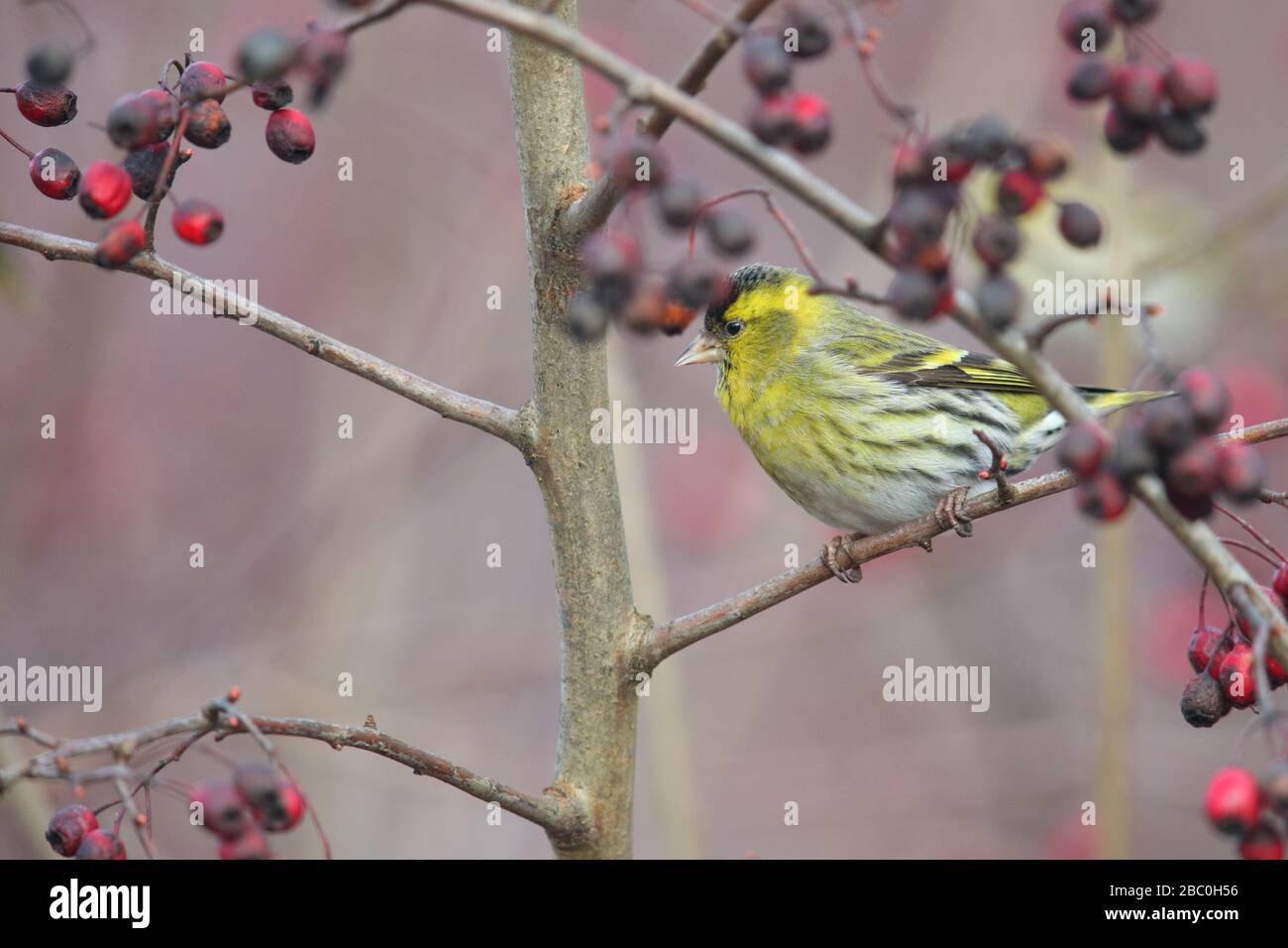 Siskin mâle (Carduelis spinus) sur le buisson d'arbre d'aubépine. Banque D'Images