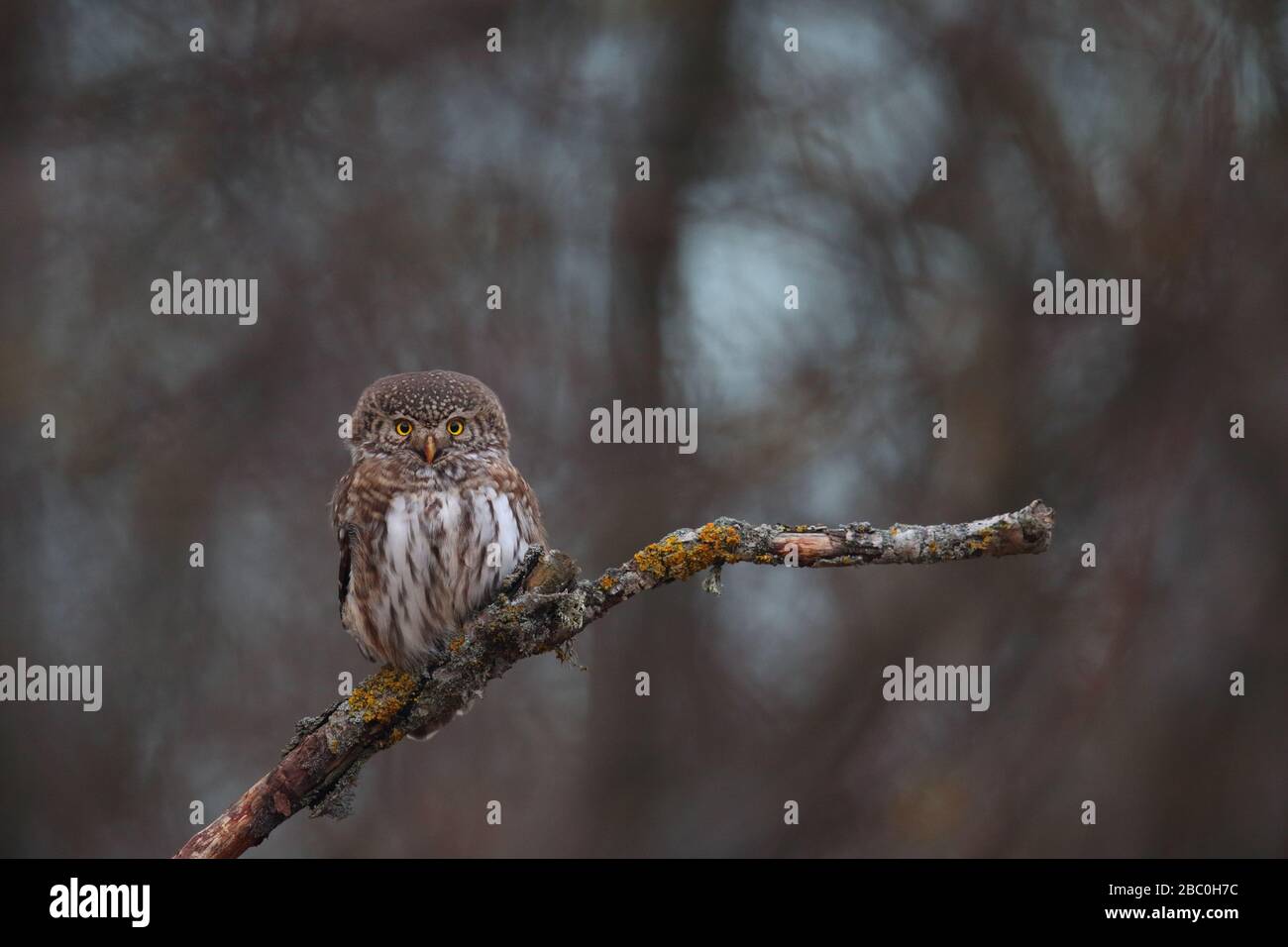 Pygmy Owl (Glaucidium passerinum). Europe Banque D'Images