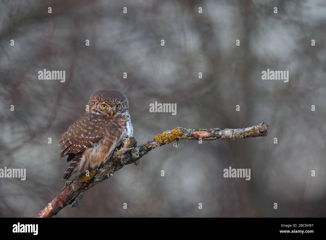 Pygmy Owl (Glaucidium passerinum). Europe Banque D'Images
