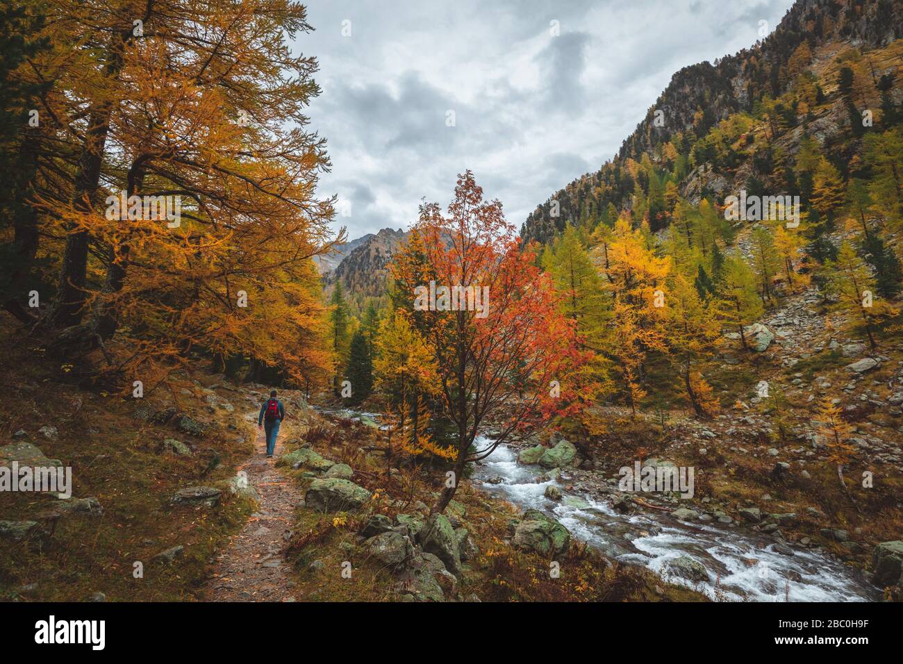 RANDONNEUR GRIMPANT LE BOREON DANS UNE FORÊT AUX COULEURS DE L'AUTOMNE, PARC NATIONAL DU MERCANTOUR, SAINT-MARTIN-VESUBIE, PROVENCE-ALPES-CÔTE-D'AZUR, (06) ALPES-MARITIMES, FRANCE Banque D'Images