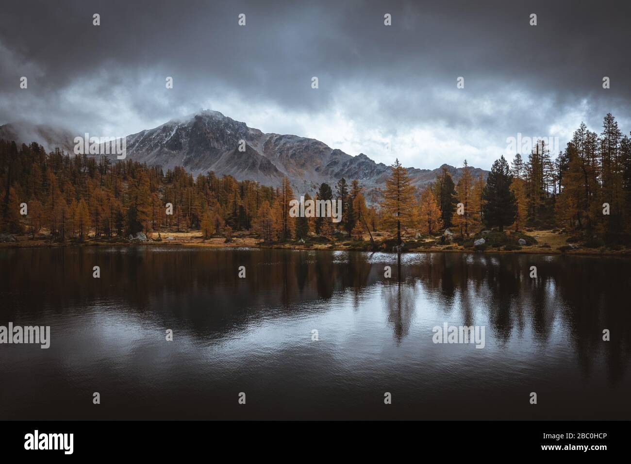 LAC GRAVIRETTE BORDÉ DE LARCHES AUX COULEURS DE L'AUTOMNE, PARC NATIONAL DU MERCANTOUR, SAINT-MARTIN-VESUBIE, PROVENCE-ALPES-CÔTE-D'AZUR, (06) ALPES-MARITIMES, FRANCE Banque D'Images