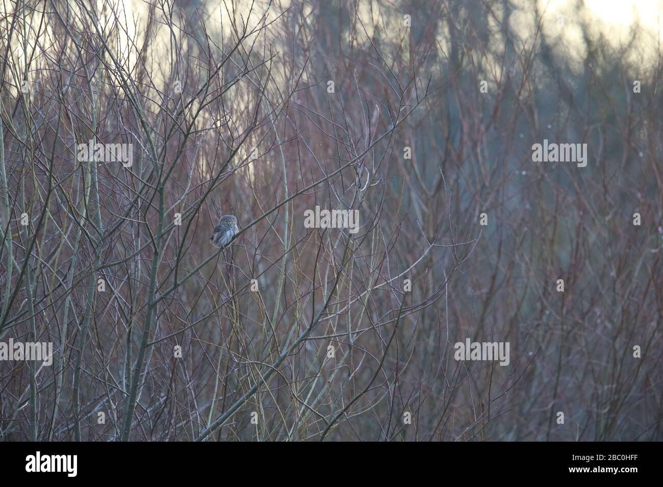 Pygmy Owl (Glaucidium passerinum). Europe Banque D'Images