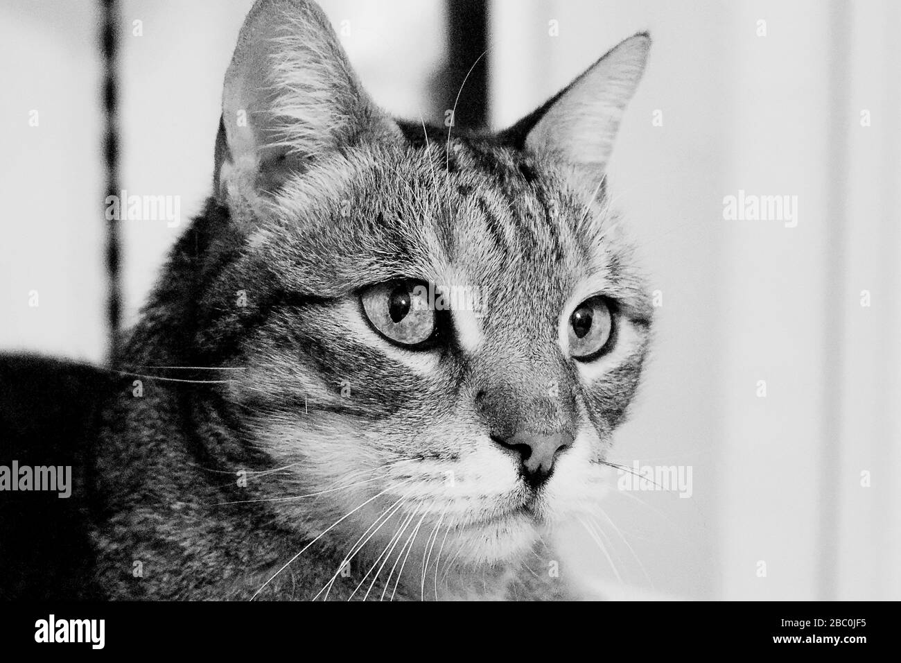 Chat domestique européenne Banque D'Images