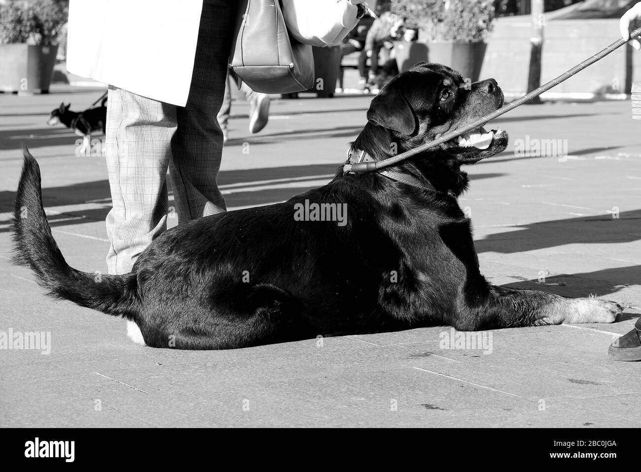 animaux domestiques Banque D'Images