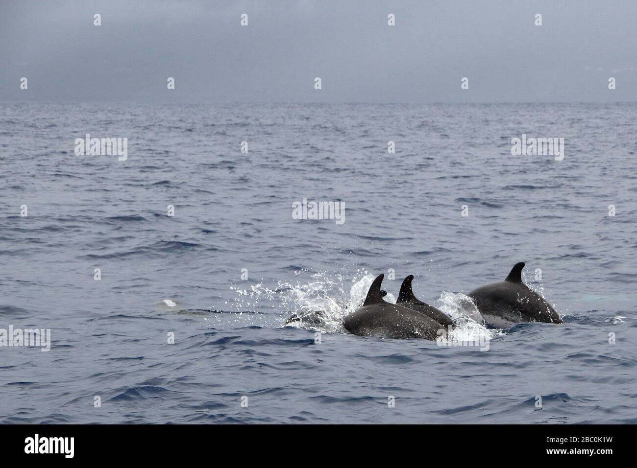 Un dauphin tacheté de l'Atlantique (Stenella frontalis) sautant hors de l'eau sur la côte de l'île de Pico aux Açores, Portugal. Banque D'Images