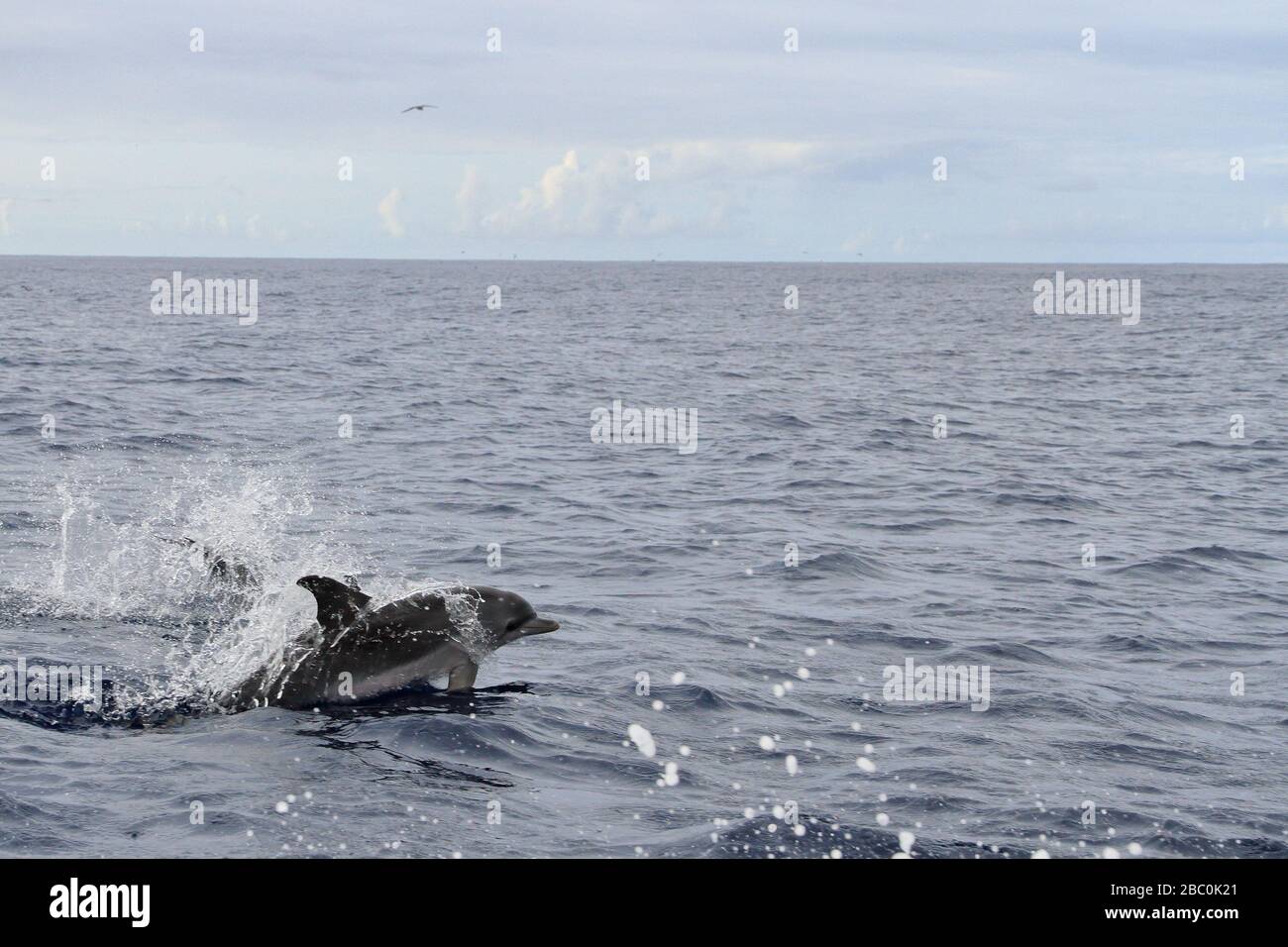 Un dauphin tacheté de l'Atlantique (Stenella frontalis) sautant hors de l'eau sur la côte de l'île de Pico aux Açores, Portugal. Banque D'Images