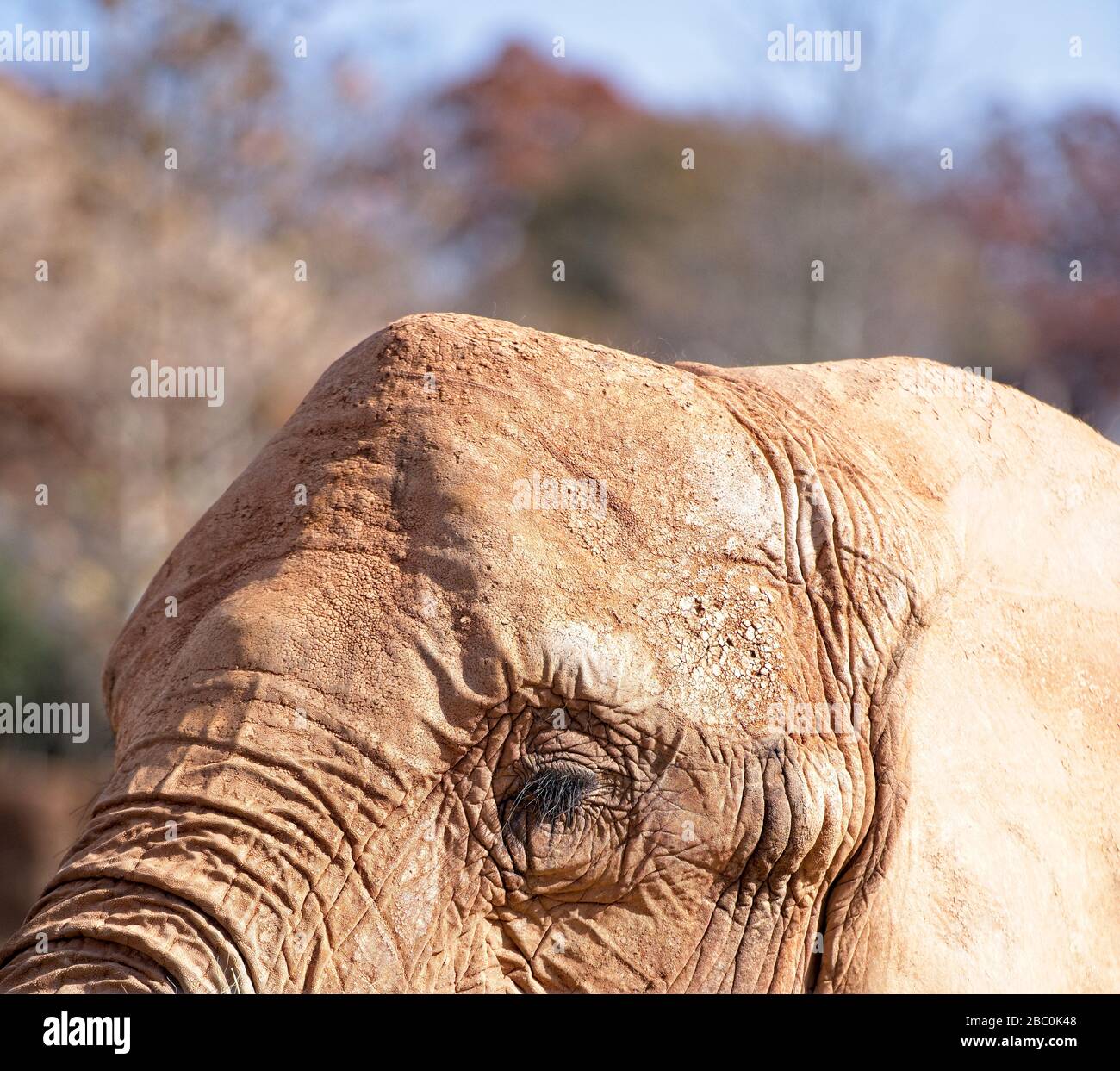 Vue sur les éléphants d'Afrique menacés au zoo d'Atlanta, en Géorgie Banque D'Images