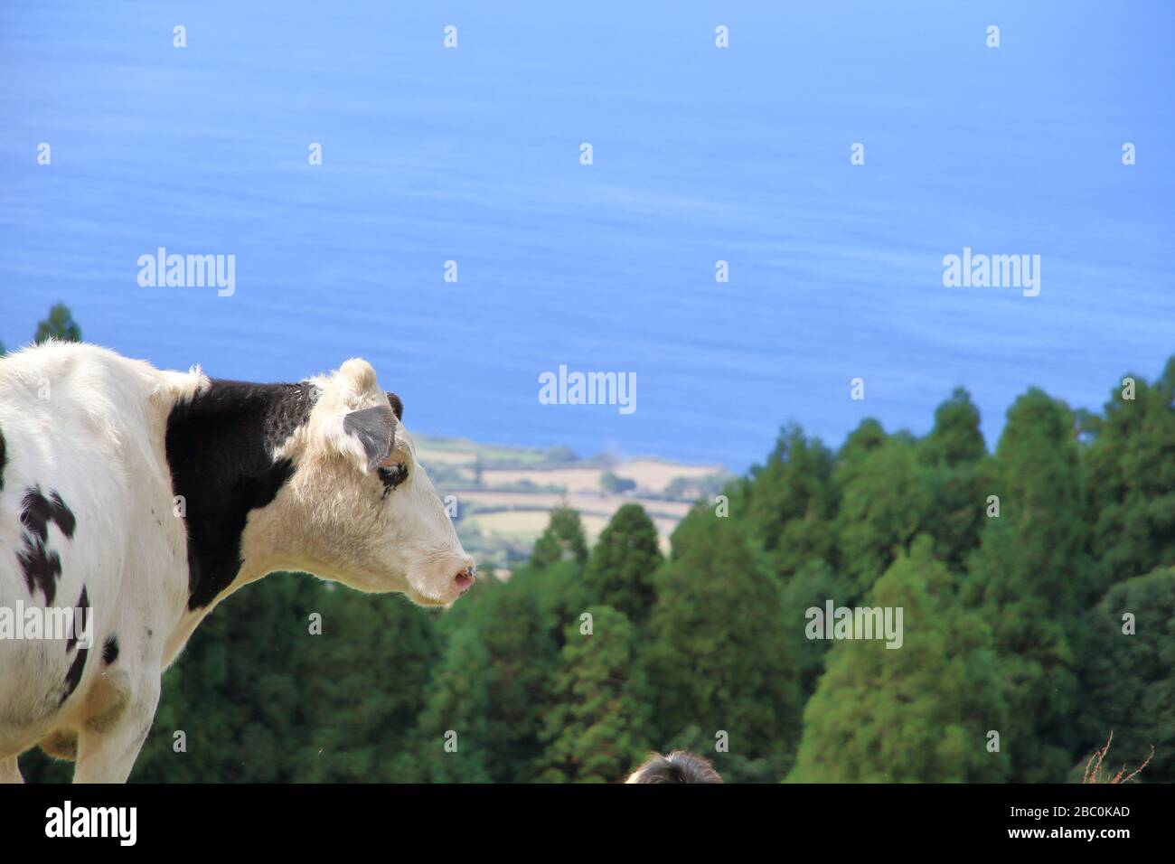 Vaches noires et blanches surplombant l'océan sur l'île de São Miguel, Açores, Portugal. Banque D'Images