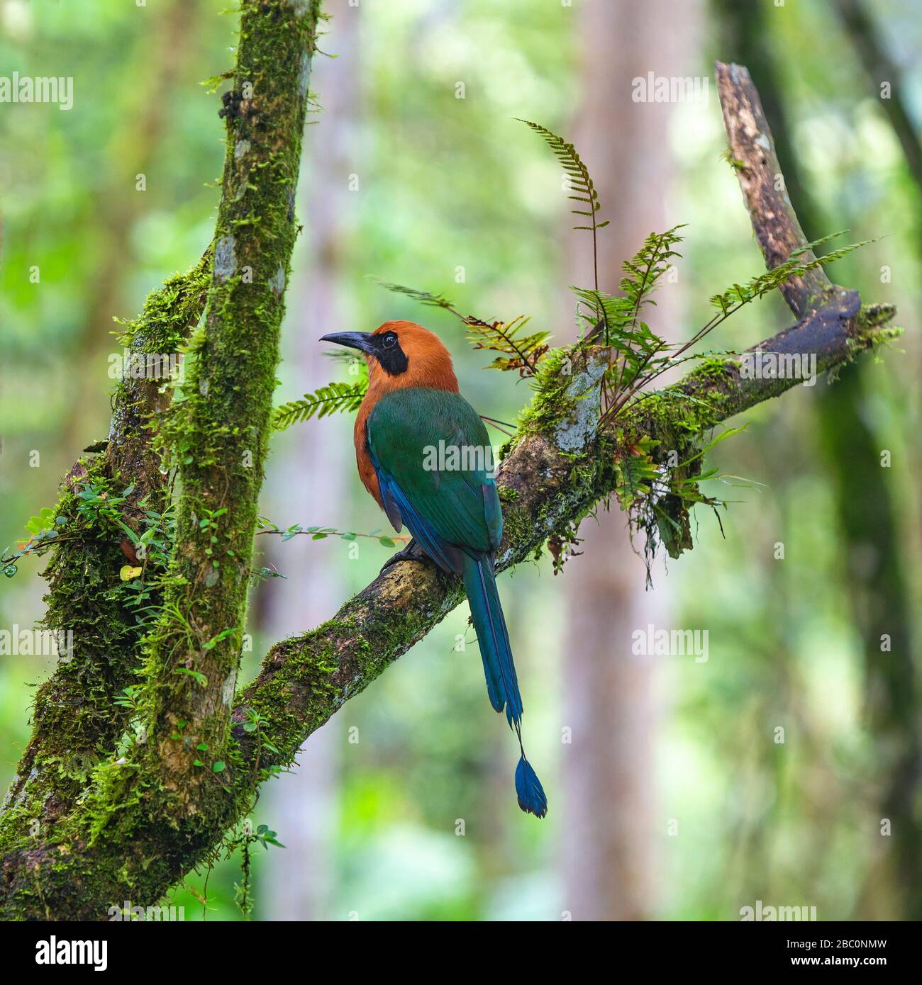 Une motte rufeuse (Baryphthengus martii) sur une branche de la forêt nuageuse de Mindo près de Quito, en Équateur. Banque D'Images