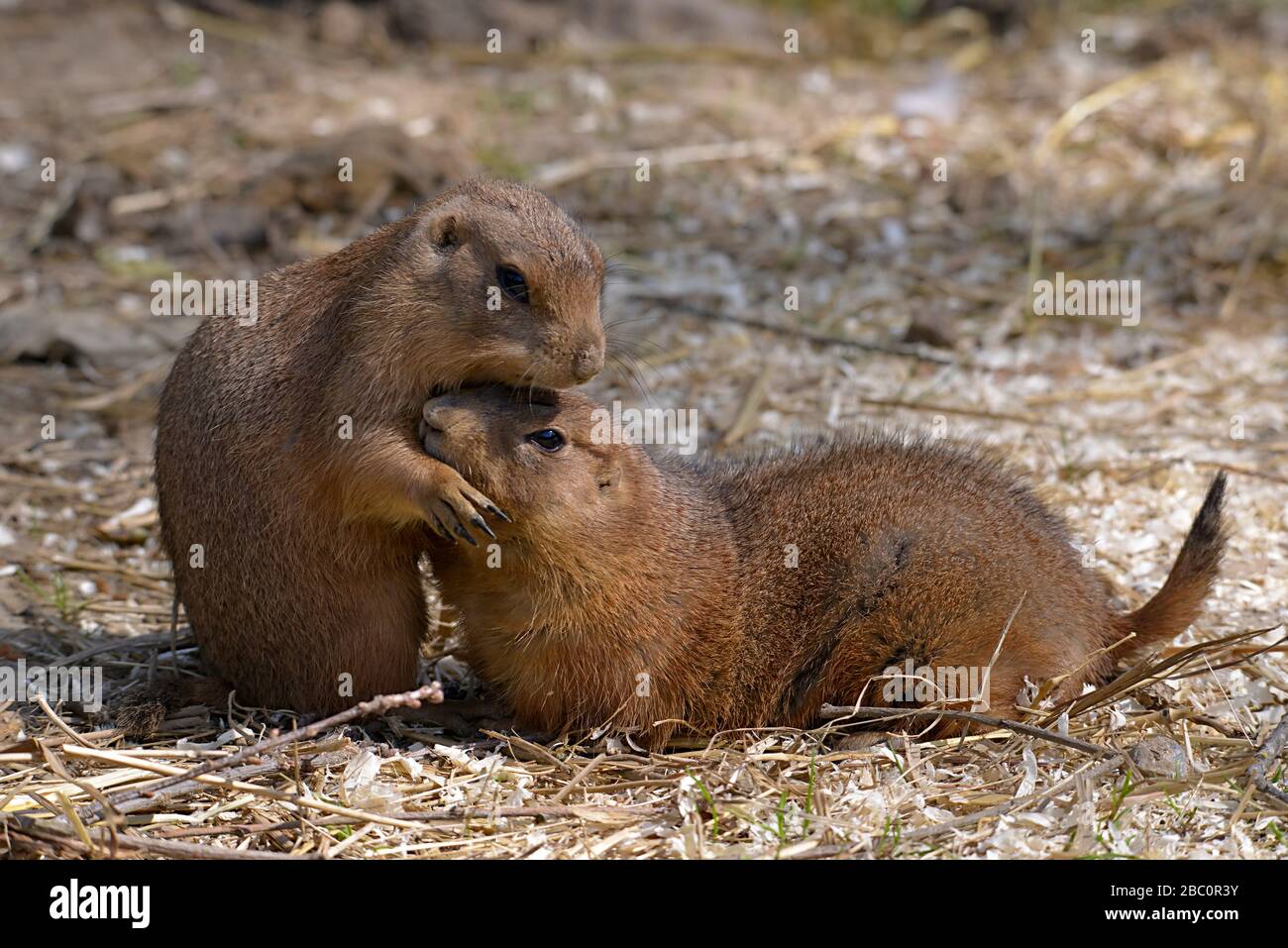 Profil de deux gros plan Les chiens de prairie (Cynomys ludovicianus) Banque D'Images
