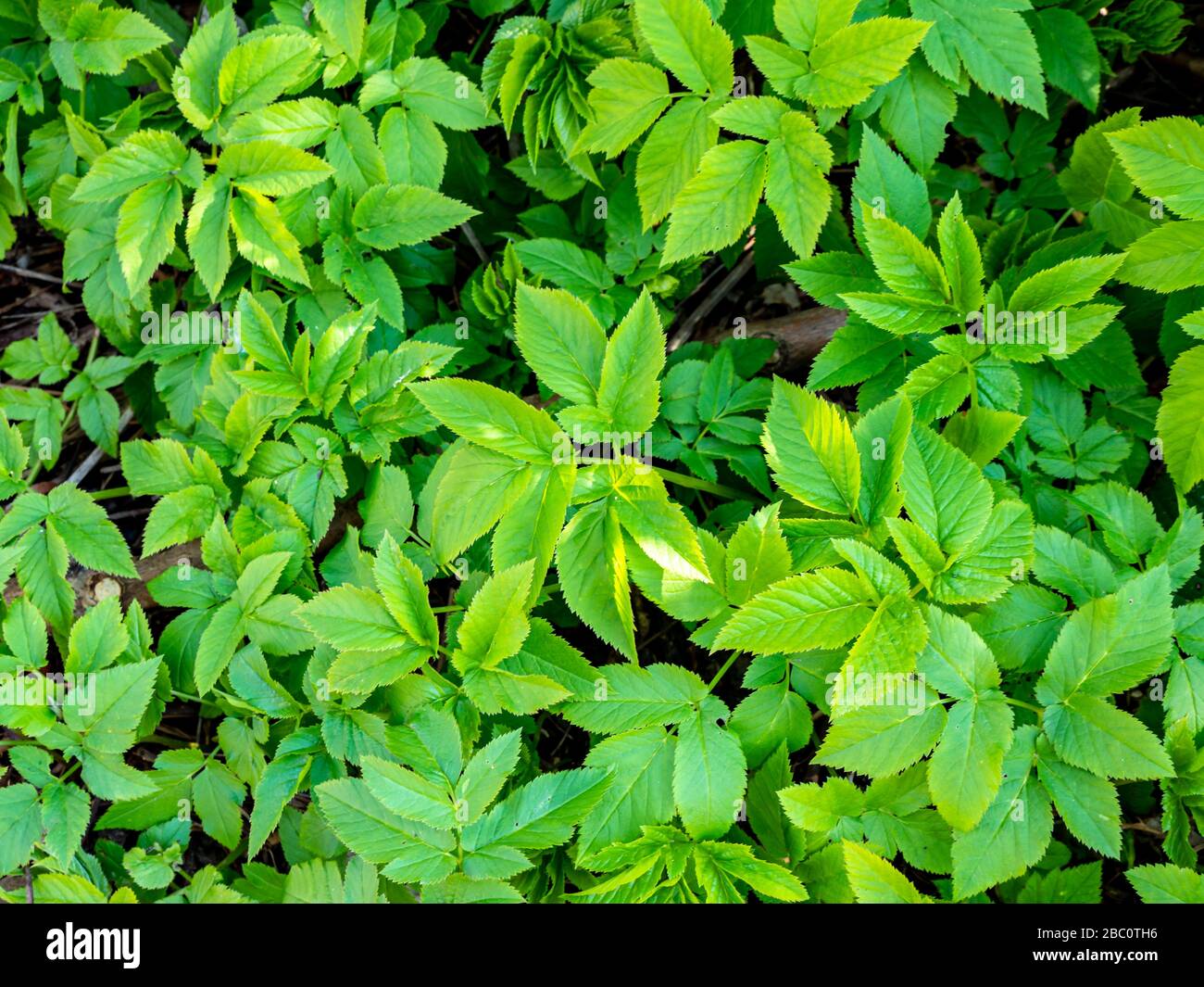 Plante médicinale commune Giersch Aegoupodium podagraria au printemps Banque D'Images