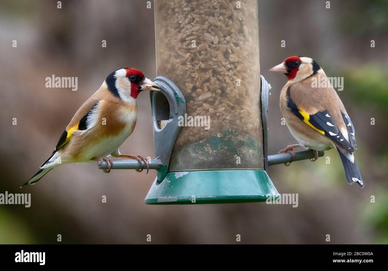 Londres, Royaume-Uni. 2 avril 2020. Les goldfinches se nourrissent d'oiseaux suspendus dans un jardin de banlieue. Crédit : Malcolm Park/Alay Live News. Banque D'Images