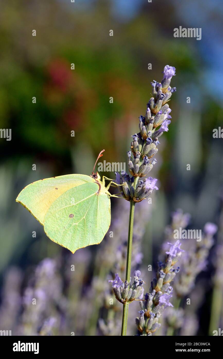 Mâle de macro (Gonepteryx cleopatra Cleopatra butterfly) se nourrissant de fleurs de lavande vue de profil Banque D'Images