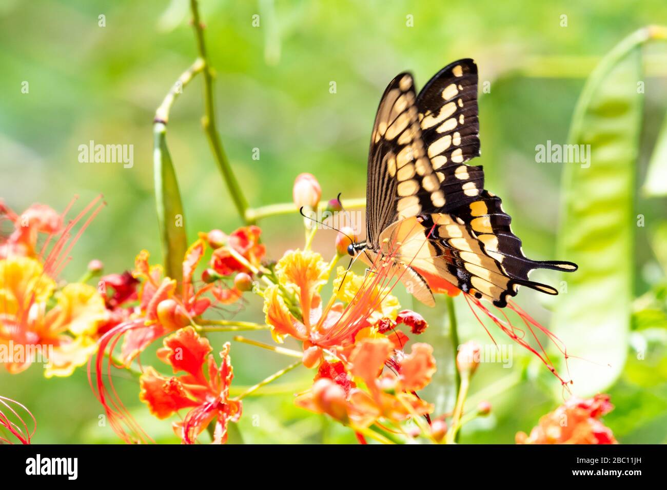 Un papillon géant Swallowtail se nourrissant sur l'arbre de la fierté de la Barbade une journée ensoleillée. Banque D'Images