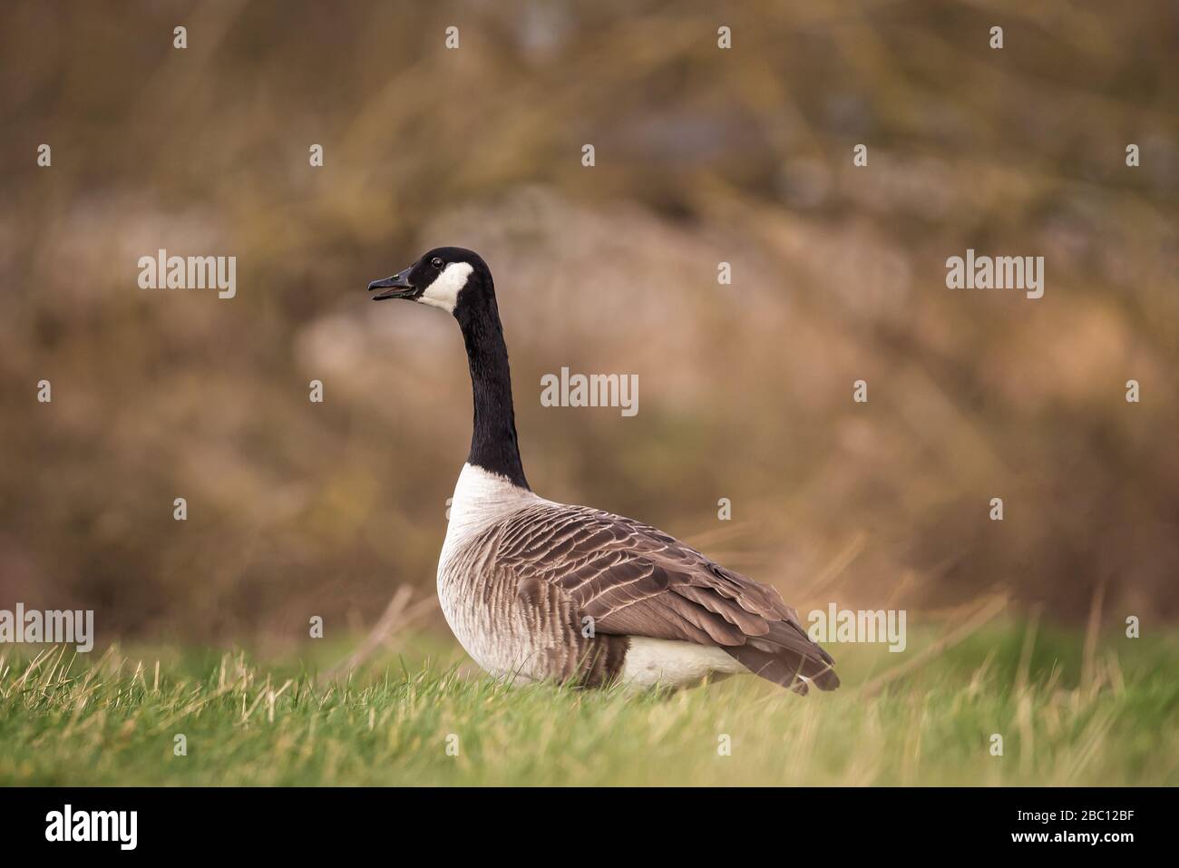 Faune britannique , oie canadienne avec fond noir. Stowe, Northamptonshire, Angleterre Banque D'Images