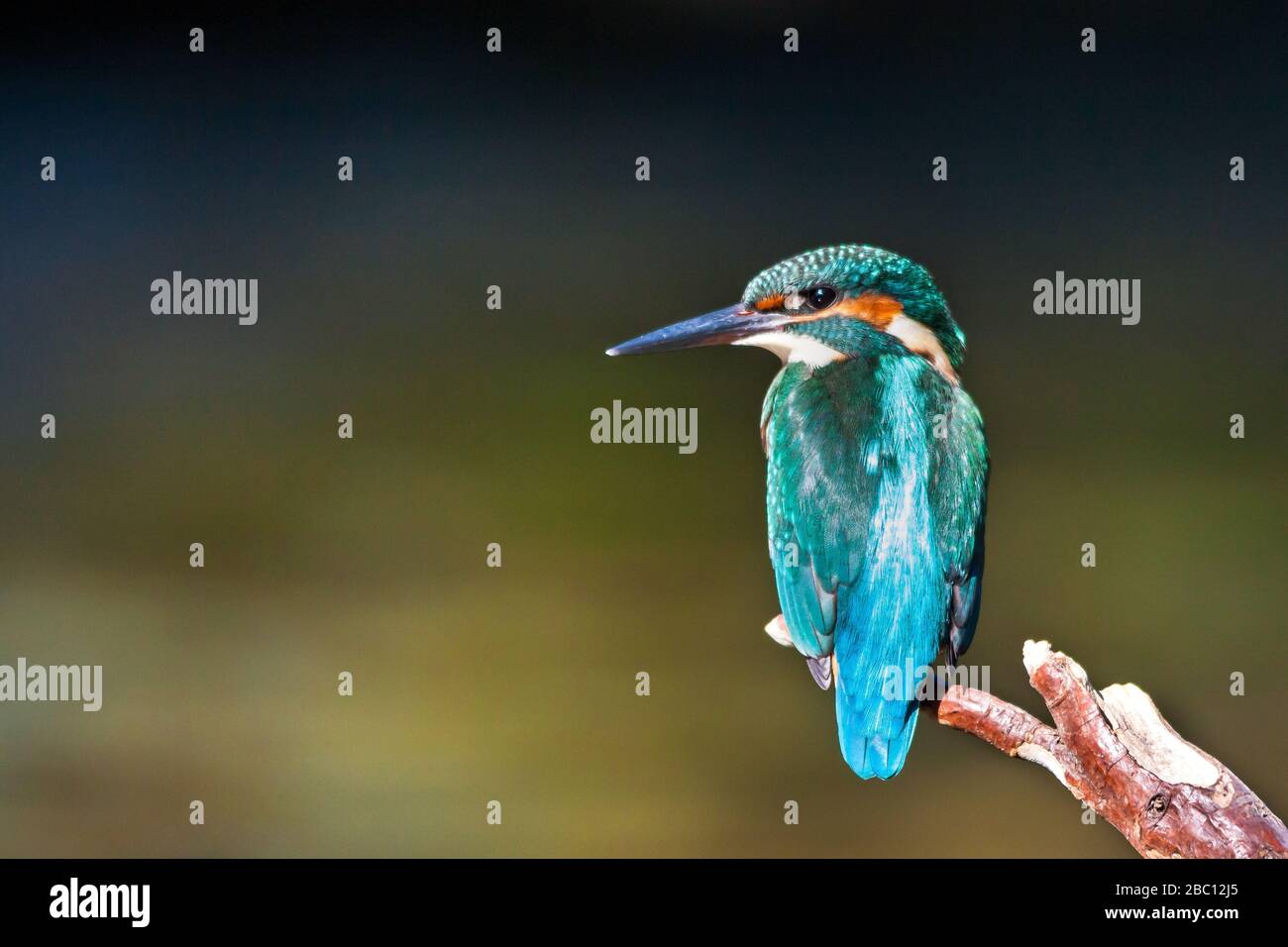 Kingfisher dans la perchaude en attendant une occasion de pêche à Rio Vez (Arcos de Valdevez, Portugal) Banque D'Images