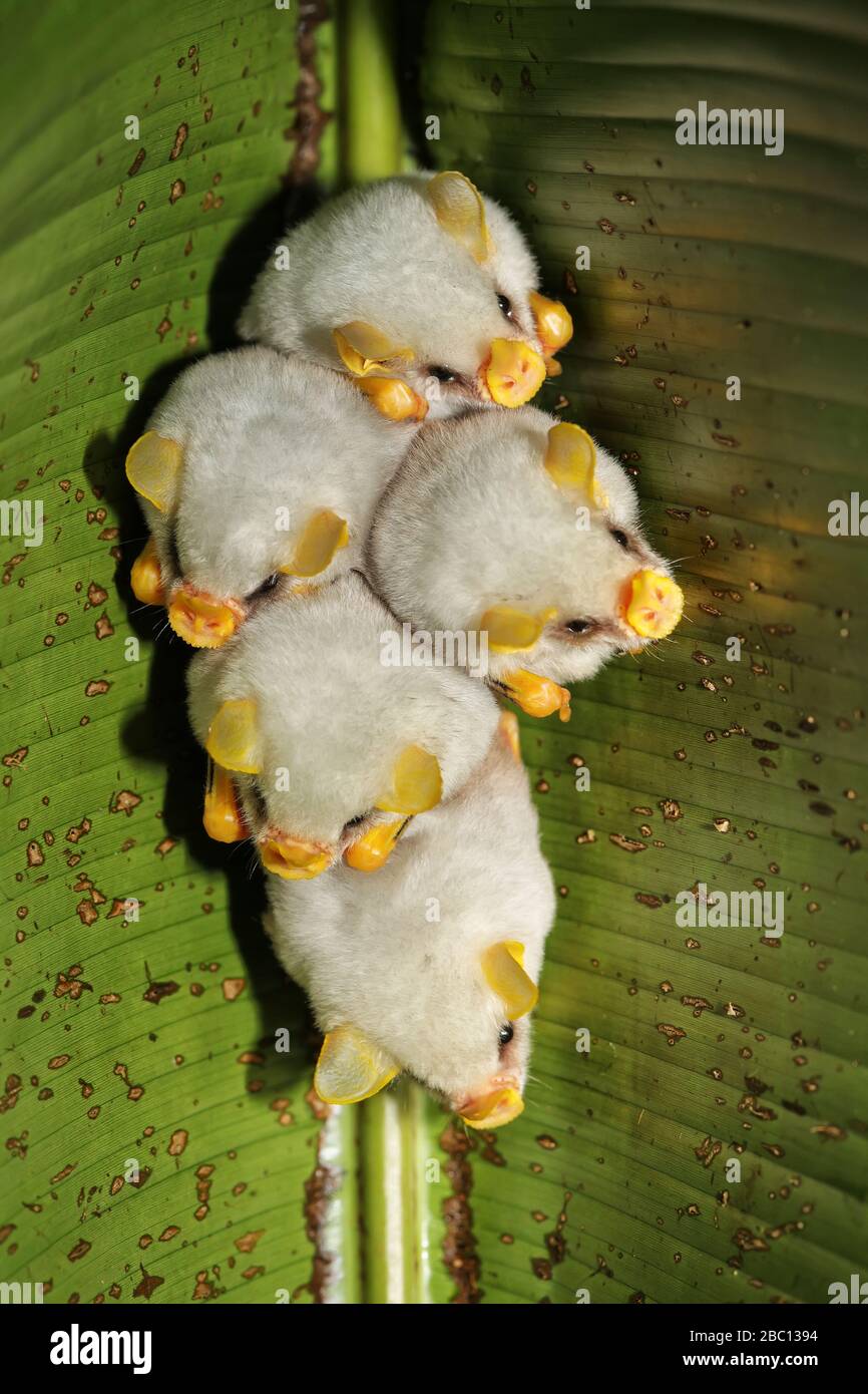 Honduran White Bats Banque D Image Et Photos Alamy Honduran White Bats Banque D Image Et Photos Alamy